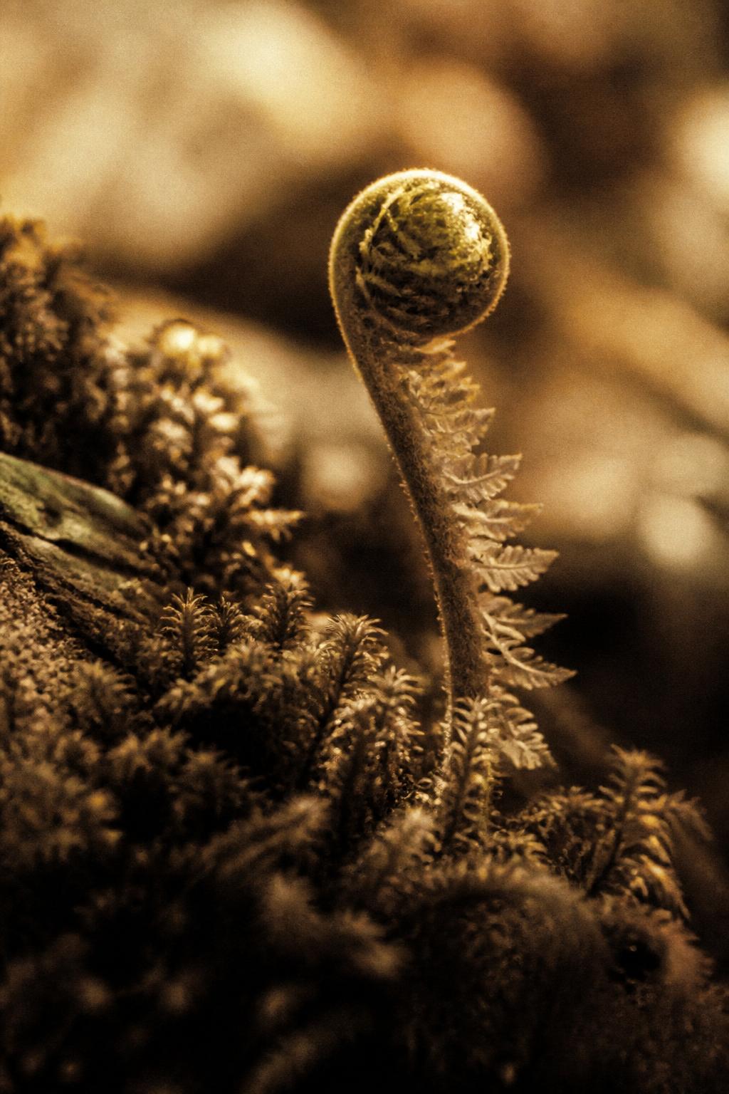 A fern frond unfurling on warm moss